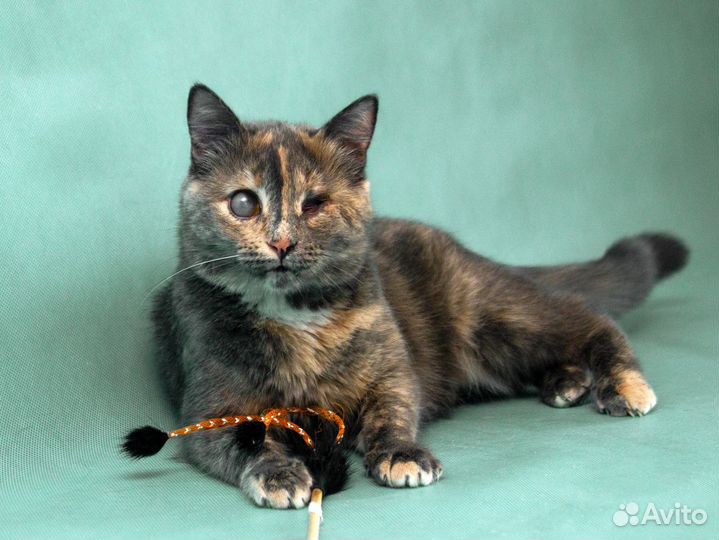 Кошечка Загрейка видит сердцем