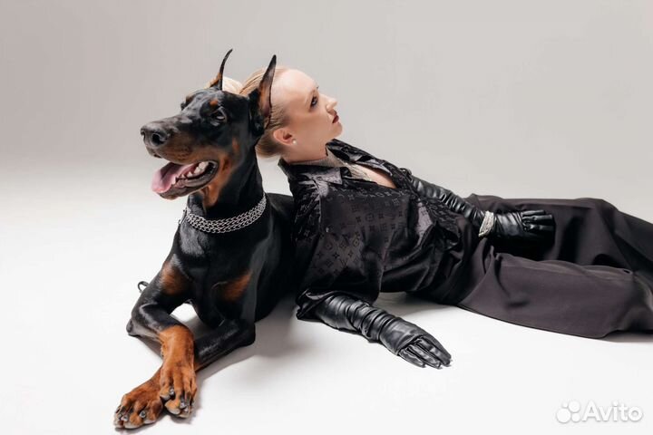 Доберман для фотосессии