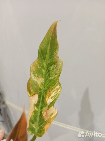 Филодендрон карамель марбл вар