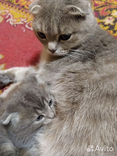 Кошка вислоухая