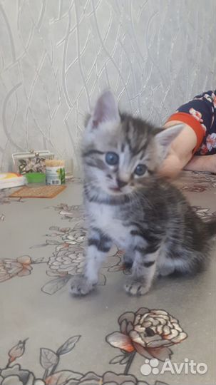 Отдам в добрые руки