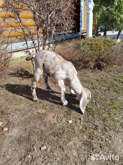 Англо нубийские козлята