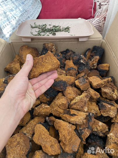 Чага Сухая березовая