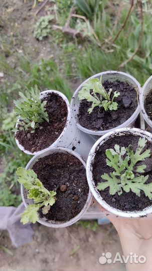 Хризантемы