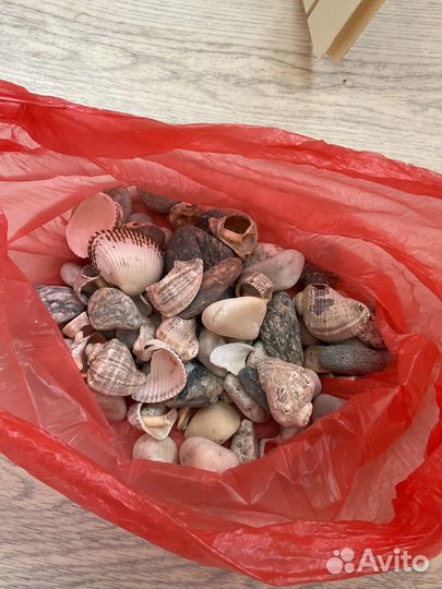 Ракушки и камни морские