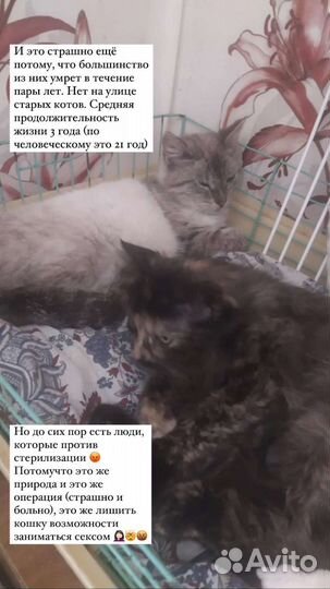 Спасённые кошечки из Белых ночей ищут дом и помощь