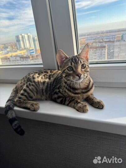 Бенгальский котенок