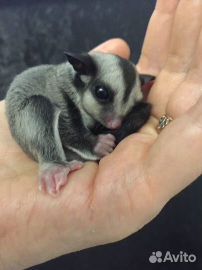 Белка летяга