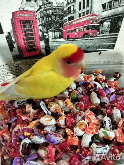 Попугай неразлучники с клеткой