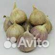 Чеснок однозубка Любаша