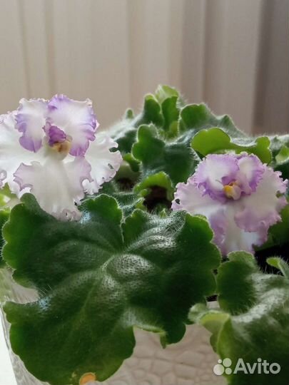 Фиалки продажа