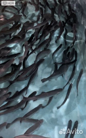 Малек форели