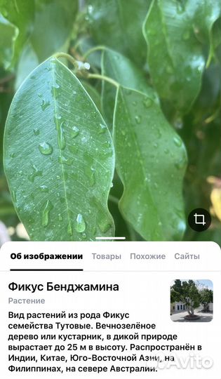Бенджамина фикус