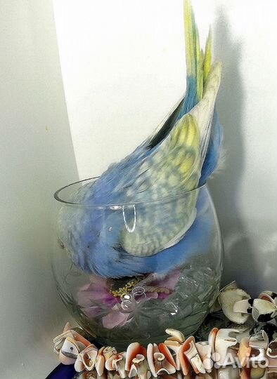 Волнистый попугай