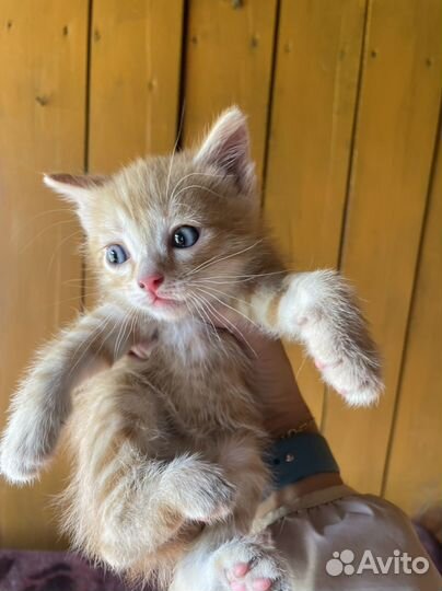 Кошка в дар