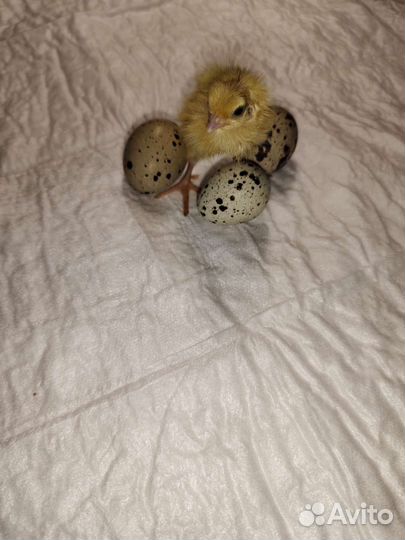 Цыплята суточные перепелов