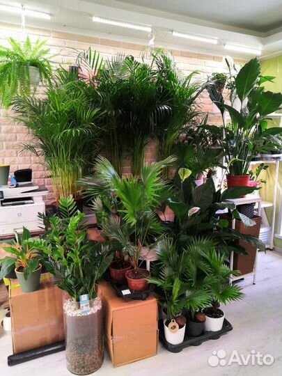 Комнатные цветы растения озеленение