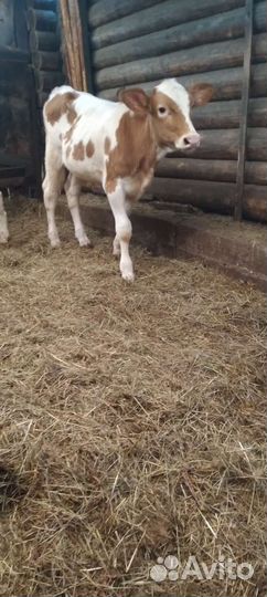 Телка 8месяцев