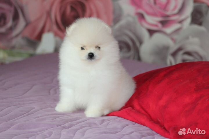 Белый малыш РКФ