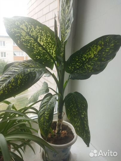 Диффенбахия