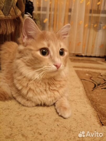 Кошка-смесь с бенгалом