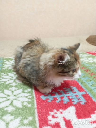 Котенок девочка в дар