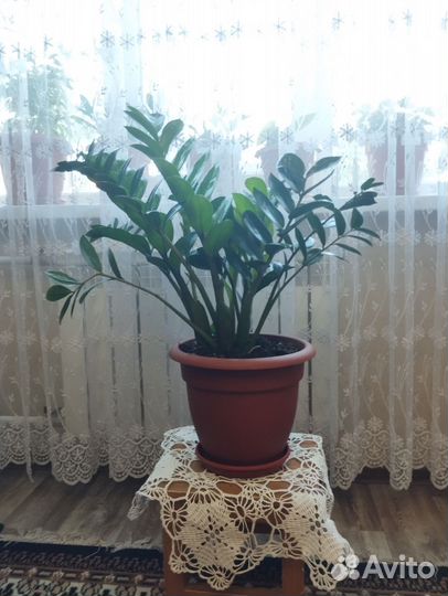 Замиокулькас