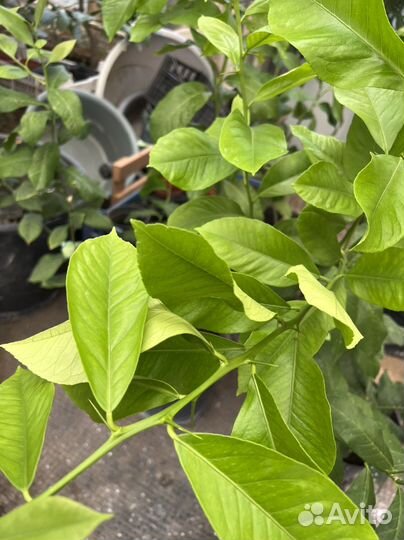 Лимон Мейера