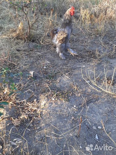 Петухи Брама