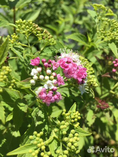 Спирея японская Генпей С3