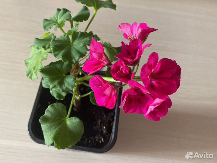 Герань пеларгония