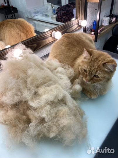 Груминг собак и кошек