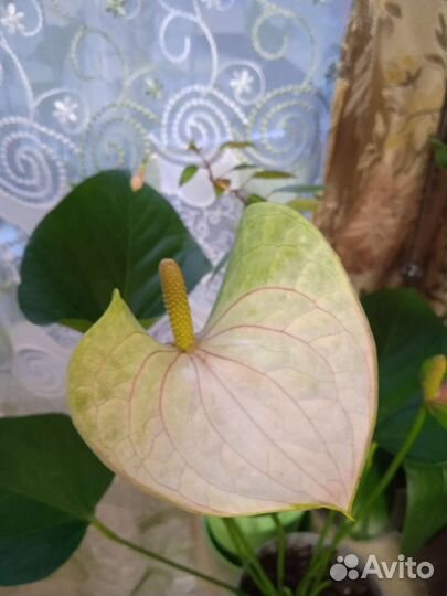 Комнатные цветы антуриум