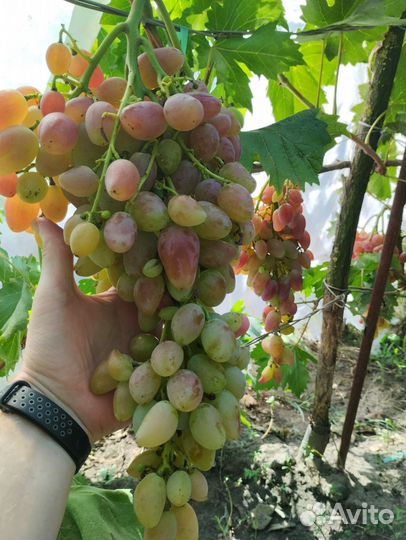 Саженцы винограда