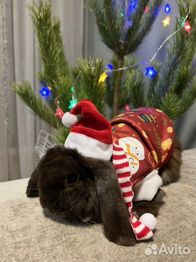 Вязка кроликов/фотосессии