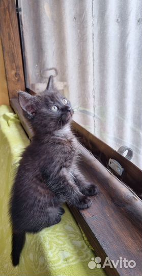 Отдам котенка в добрые руки