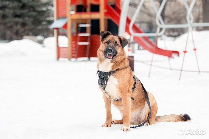 Собака Марти ищет дом (кобель)