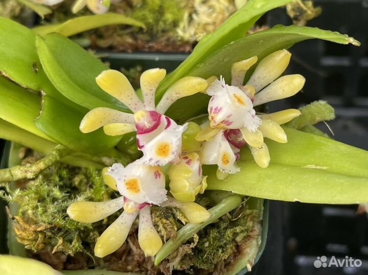 Орхидея. Гастрохилус. Gastrochilus obliquus