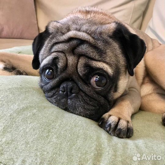 Передержка для домашних питомцев