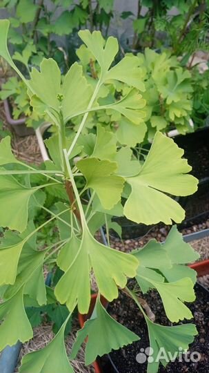 Гинкго двулопастный. Деревья (20 штук). 6 лет