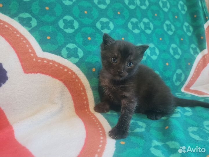 Продам котят 1 мес