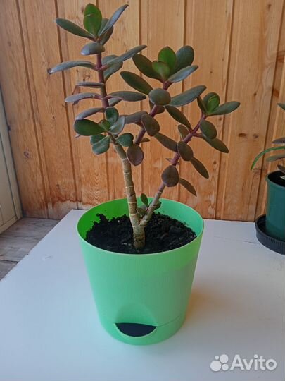Толстянка денежное дерево