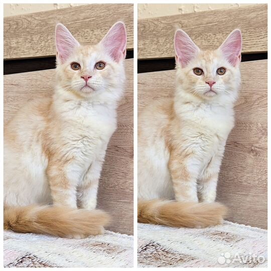 Котята мейн-кун