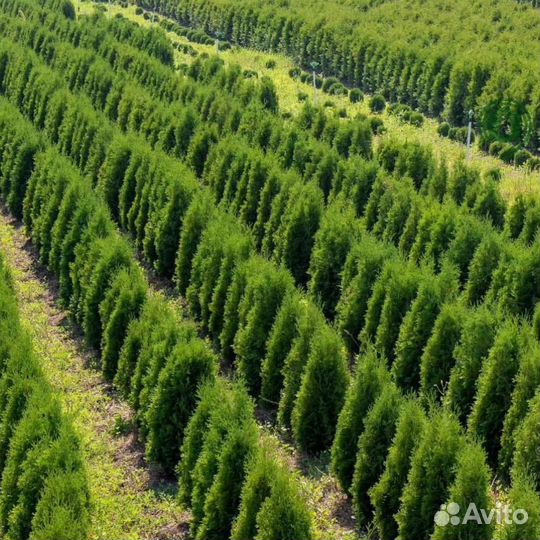 Туя смарагд брабант с гарантией приживаемости