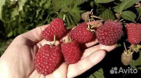 Саженцы малины Пшехиба