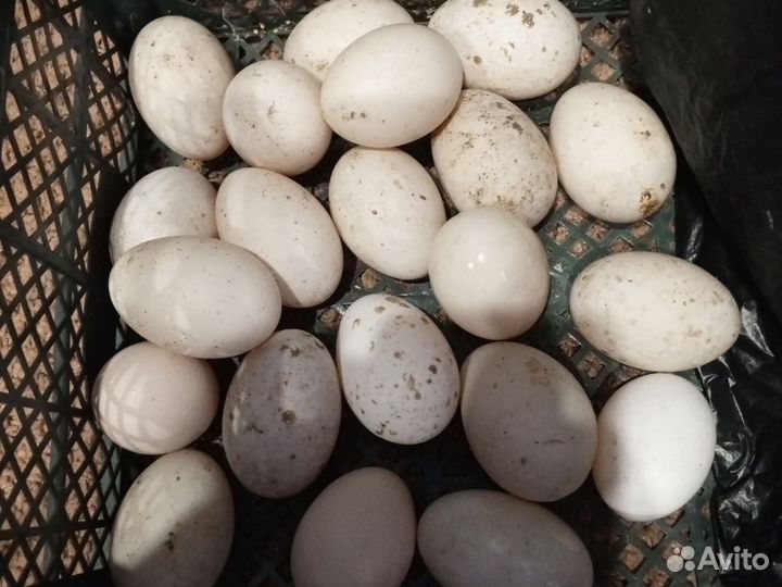 Инкубационное яйцо утки индийский бегунок