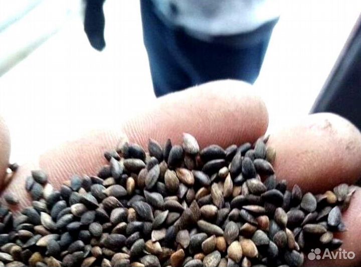 Доставка семян ели