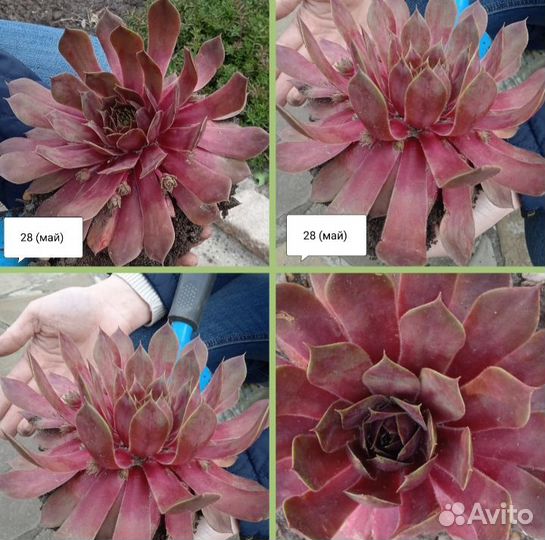 Sempervivum (молодило, каменная роза)