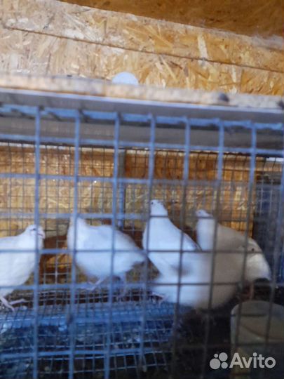 Перепела семья