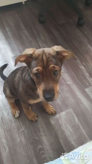 Собака в добрые руки щенок